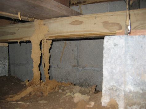 Termite Control in the Home - Signature Property Inspection