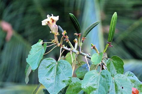 Balsa Wood Properties And Uses, Ochroma pyramidale Characteristics ...