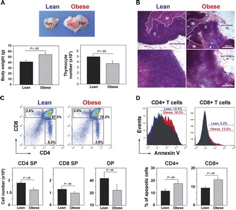 Image result for What Is Thymic Involution
