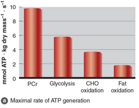 Human Energy System Chart 的图像结果