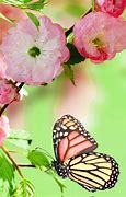 Image result for Dark Pink Butterfly Wallpaper