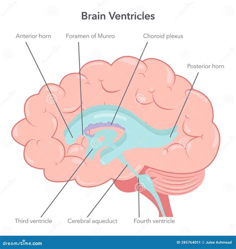 Human Brain Ventricles Anatomy Vector Illustration Diagram | CartoonDealer.com #285764051