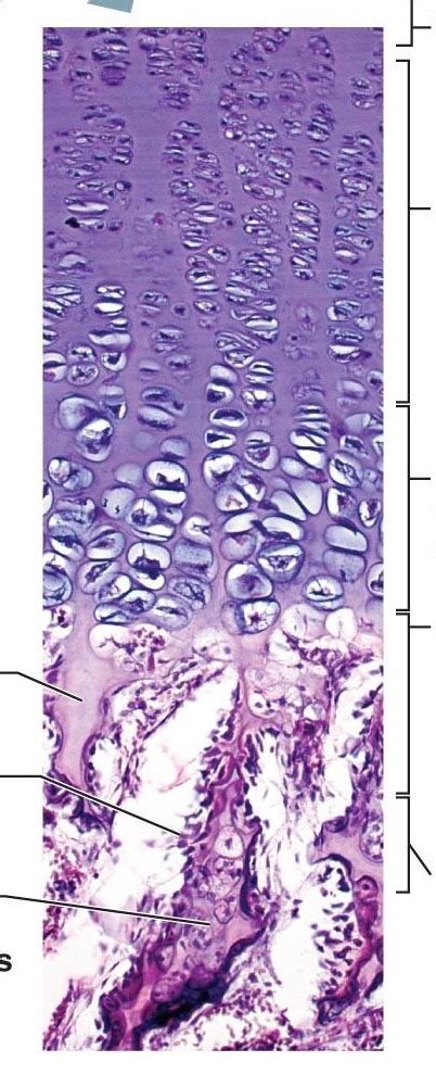Bone formation Diagram | Quizlet