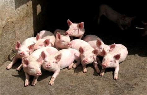 养几头猪一年能挣5万-农百科