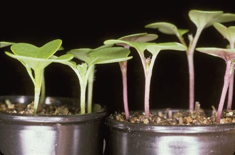 Teaching Variation and Selection in the Context of Plant Breeding with ...