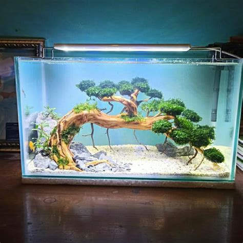 Jual aquascape full set - aquarium 40 cm - Jakarta Selatan - shadetrees ...