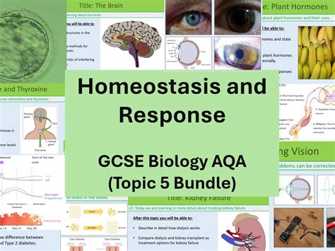 Homeostasis Free Science Lessons 的图像结果