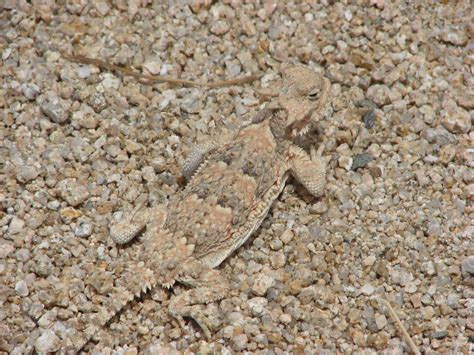Horned Lizard's Camouflage Mastery - camouflage of lizard