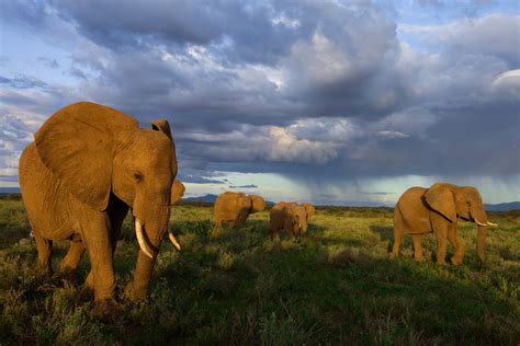 肯尼亚的Safari之旅 - 知乎