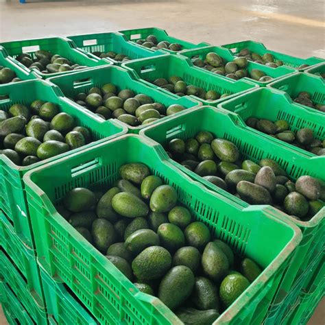 Image result for Small Avocado Vegetable Oil Processing