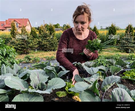 Woman picking the vegetables, working in a home garden in the backyard. Candid people, real ...