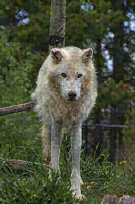 Kids Hunting Wolves 的图像结果