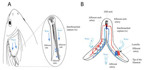 Lymphoid Tissue in Teleost Gills: Variations on a Theme