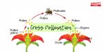 Difference Between Self Pollination and Cross Pollination