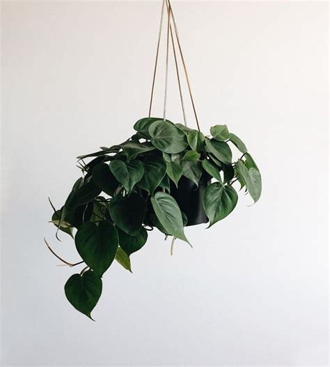 Philodendron Scandens Oxycardium - Hanging | TheGreenyard.in