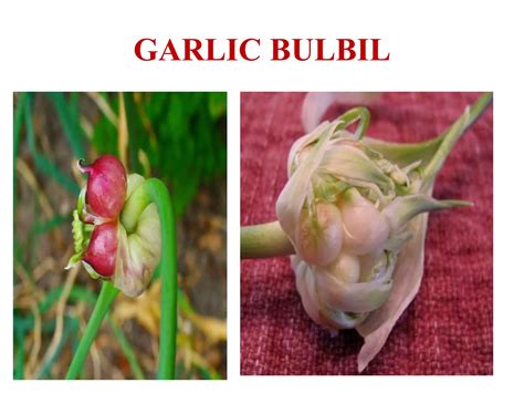Story Of Onion And Garlic