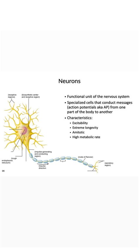 Labelling a Neuron 的图像结果