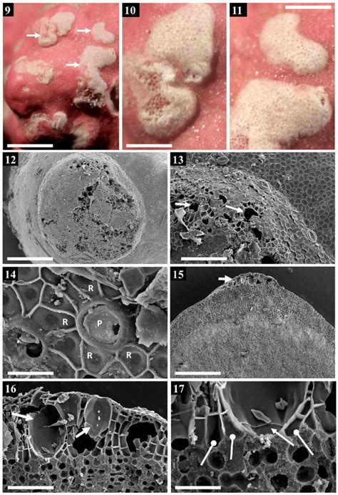 Image result for Objects Under the Dissecting Microscope