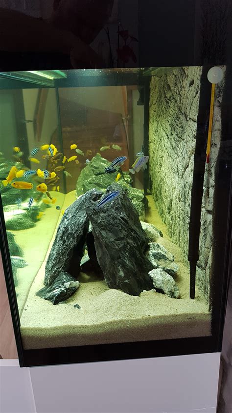 Akwarium po latach . - Podstawy - forum.klub-malawi.pl