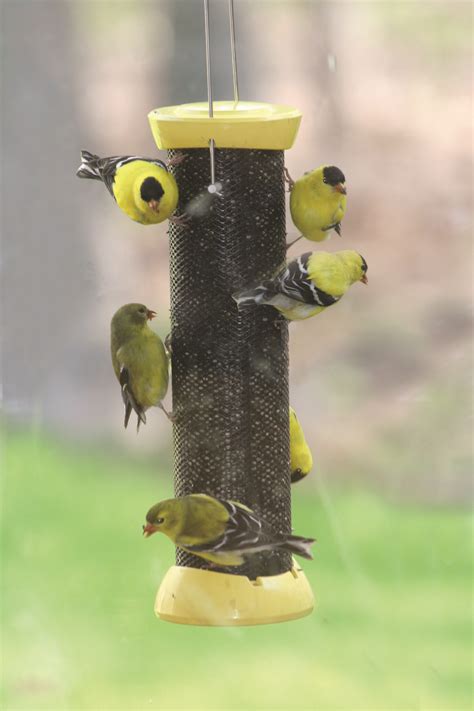 Bird Feeder For Yellow Finches at Michael Mock blog