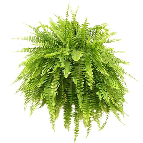 Fern Plant Botanical House - Free photo on Pixabay - Pixabay
