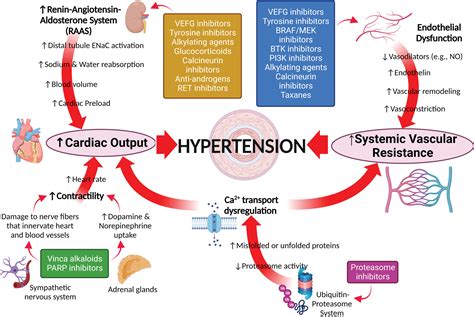 Established and Emerging Cancer Therapies and Cardiovascular System: Focus on Hypertension ...