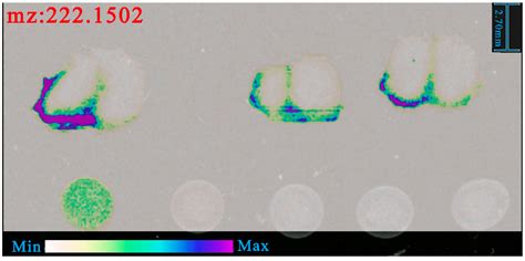 Spatial Distribution of (R)-salbutamol in Rat Brain Following Nasal and ...