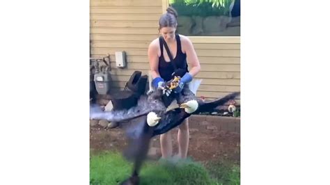 Bold Woman Breaks Up Intense Fight Between Two Bald Eagles - Animals ...