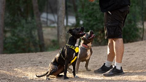 Training Guard Dogs for Protection 的图像结果