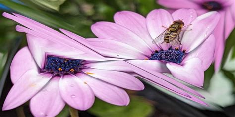 Processing HelloWorld 的图像结果