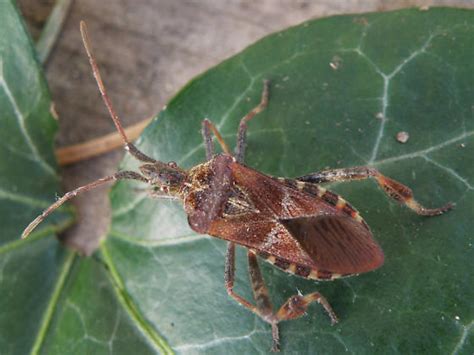 Image result for Bug Exploding