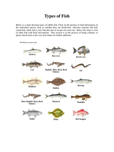 Image result for Fish Shell Argparse Examples