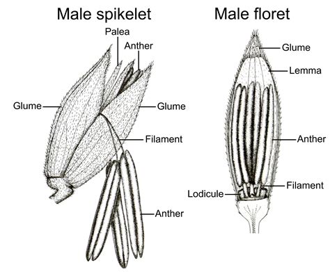 Maize Drawing And Label at James Aviles blog
