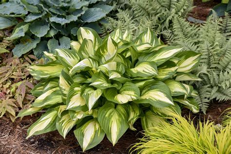 Year of the Hosta - National Garden Bureau: Popular Varieties & How to Grow