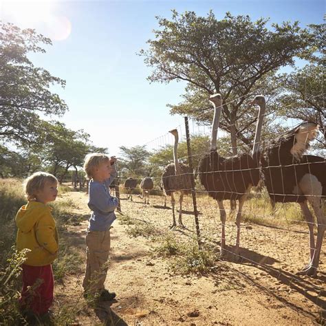 Ostriches and tourism: Farms, safaris, and unique experiences
