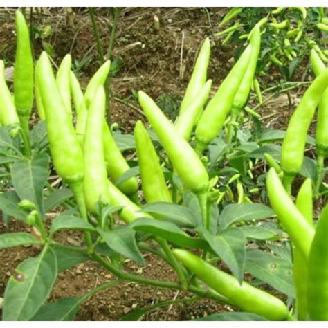 Agriculture Seeds 的图像结果