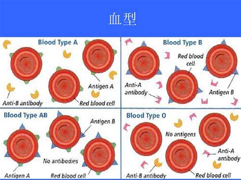 血型遗传规律表 (Blood Type) | MisterLeaf
