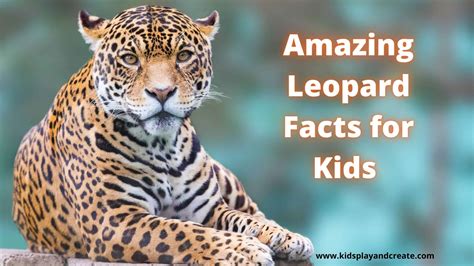 Snow Leopard Habitat Facts For Kids