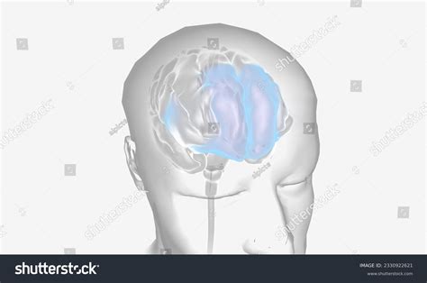 Image result for Prefrontal Cortex Real Brain