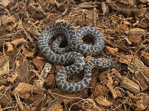 Spotted Python Enclosure 的图像结果