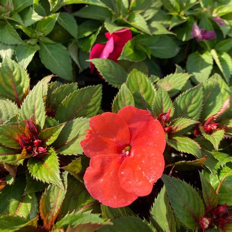 LADDS FARM SUPPLY - Cartersville GA - Hours, Directions, Reviews - Loc8NearMe