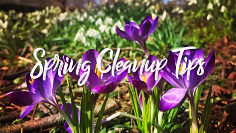 Image result for Spring Gardening Tips