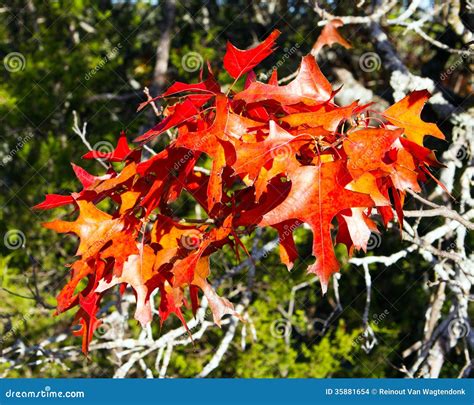 Texas red oak leaves stock photo. Image of fiery, bright - 35881654