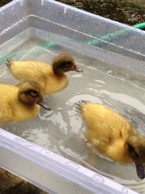 How Long Do Ducks Need Heat Lamp? A Comprehensive Guide