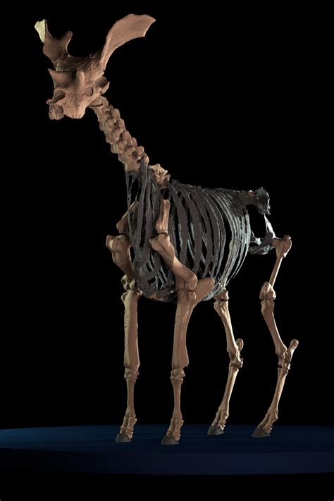Giraffe Skeleton