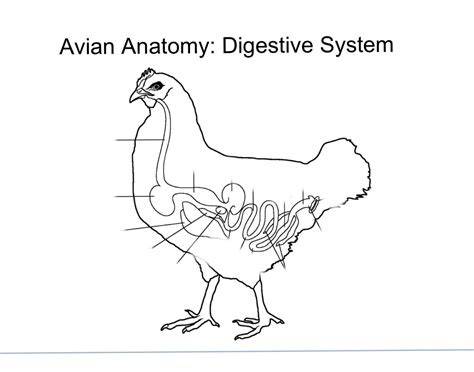 Image result for Chicken Digestive System
