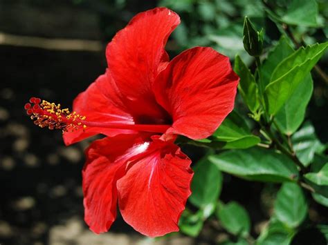 Hibiscus Flower Wallpapers - Wallpaper Cave