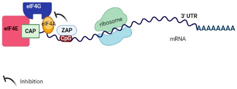 Antiviral Activity of Zinc Finger Antiviral Protein (ZAP) in Different ...