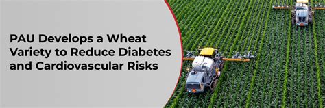 PAU Develops a Wheat Variety to Reduce Diabetes and Cardiovascular Risks