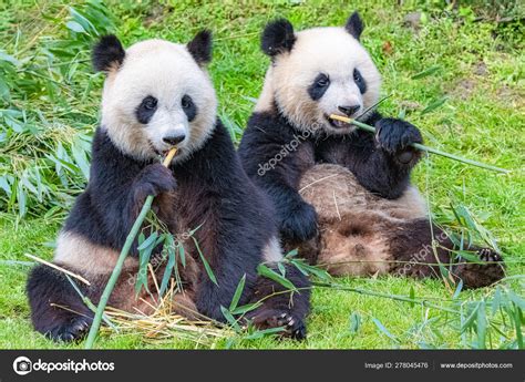Pandas Eating Bamboo